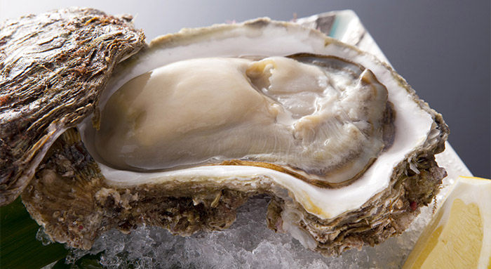 Iwagaki Oysters