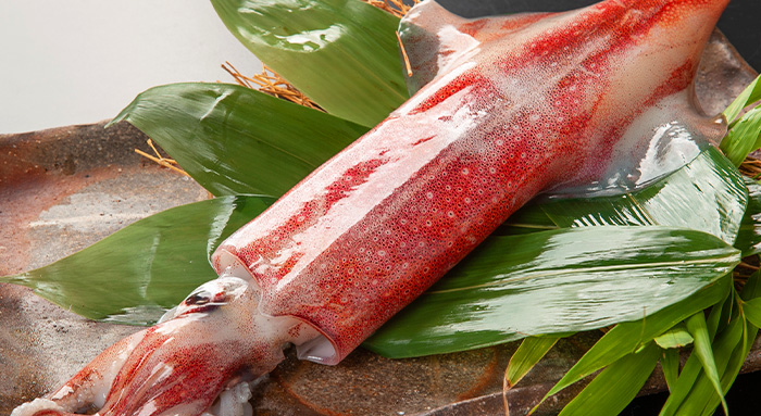 Swordtip Squid Sashimi
